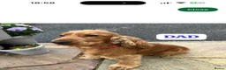Cocker Spaniel dogs for sale: Cocker spaniel  in Wednesbury - Advert 6