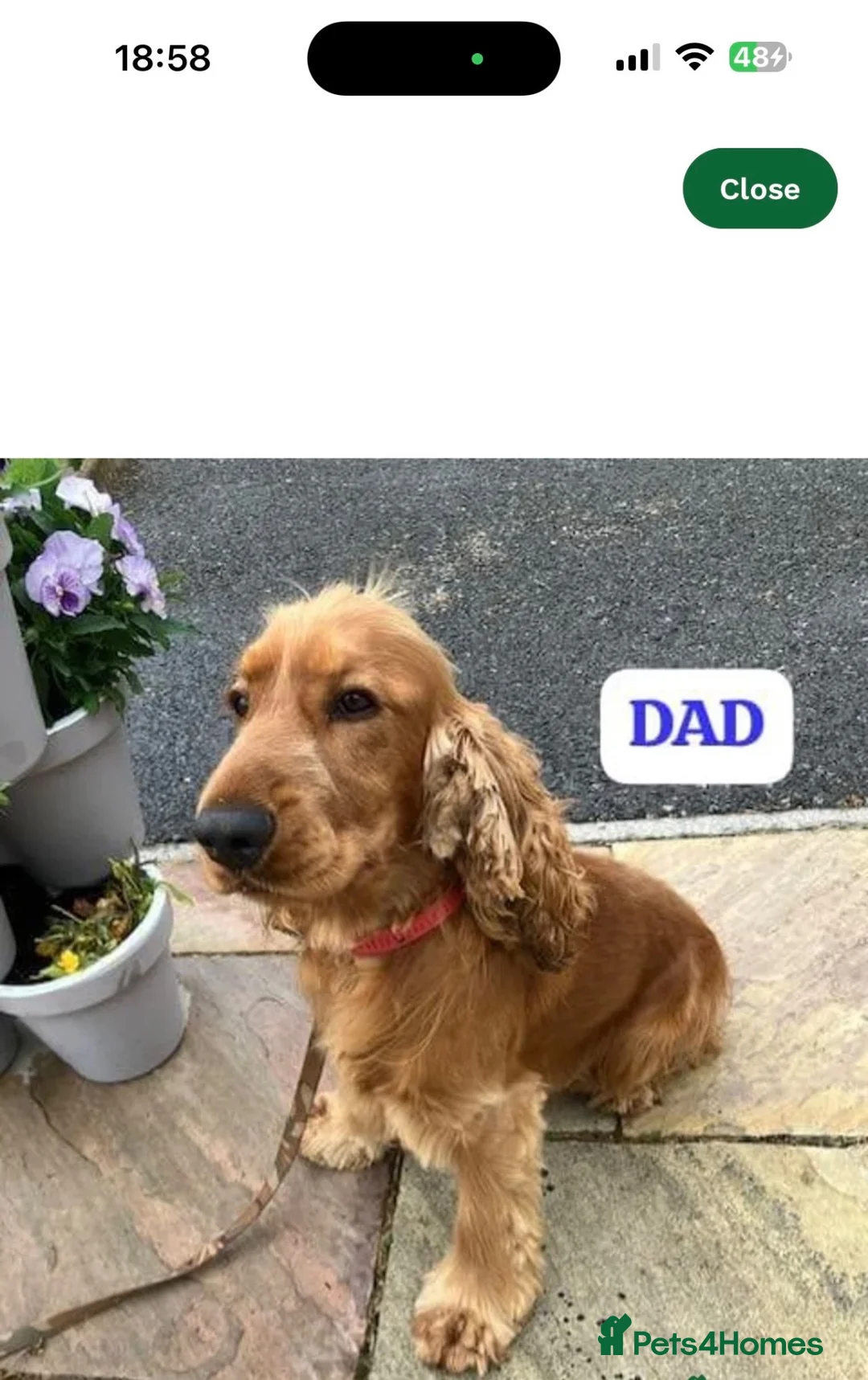 Cocker Spaniel dogs for sale: Cocker spaniel  in Wednesbury - Advert 6