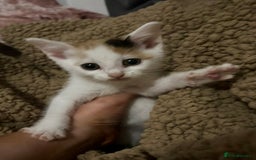 Mixed Breed cats for sale: Ginger kittens, tri colour calico black and white  - Advert 6