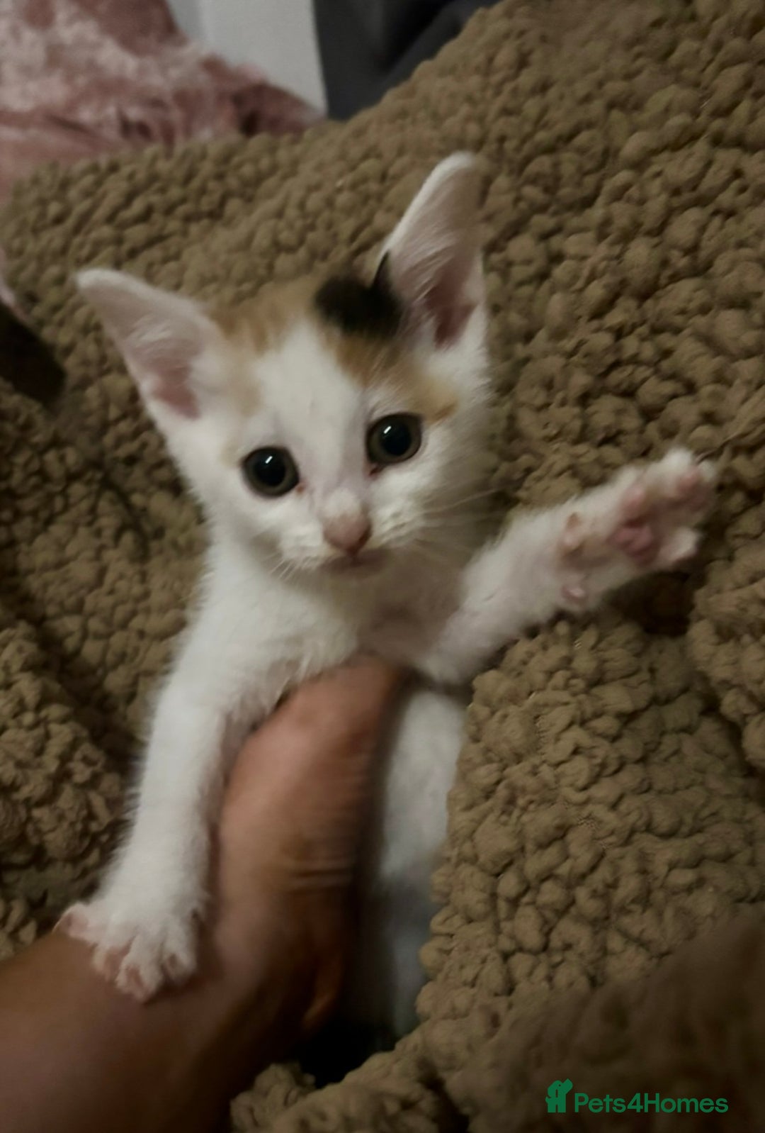 Mixed Breed cats for sale: Ginger kittens, tri colour calico black and white  - Advert 6