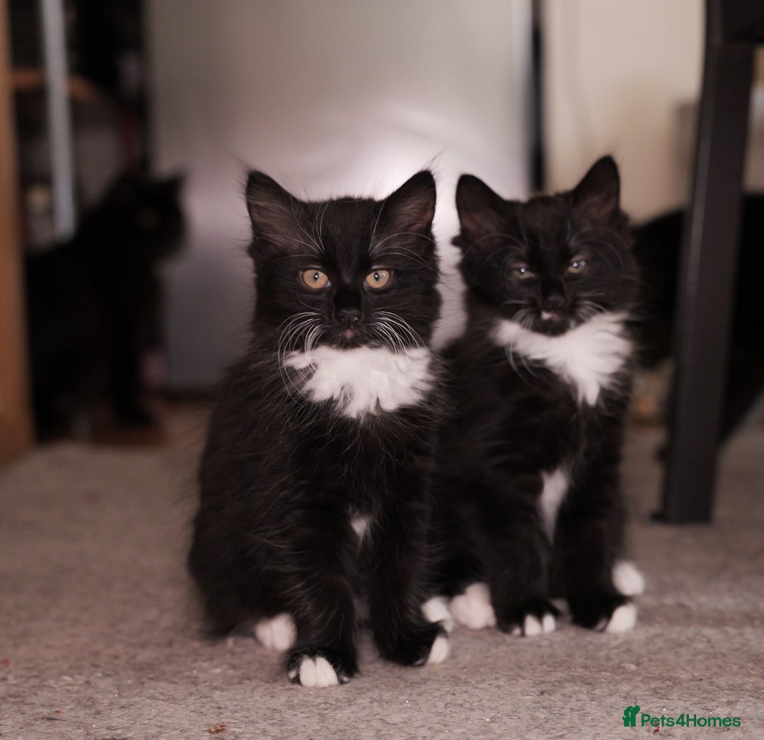 Turkish Angora cats for sale: Playful, Socialised Kittens Seeking Loving Home - Advert 3