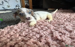 Dachshund dogs for sale: Dachshund puppies ready now  - Image 4