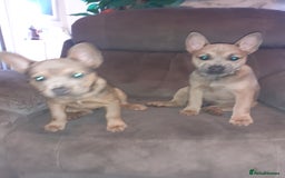 Mixed Breed dogs for sale: French bulldog X - Image 5