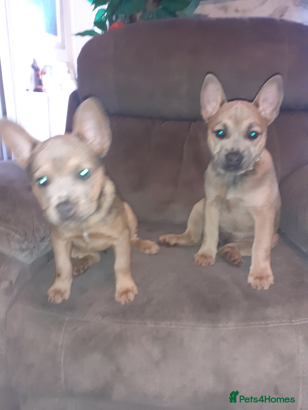 Mixed Breed dogs for sale: French bulldog X - Image 5