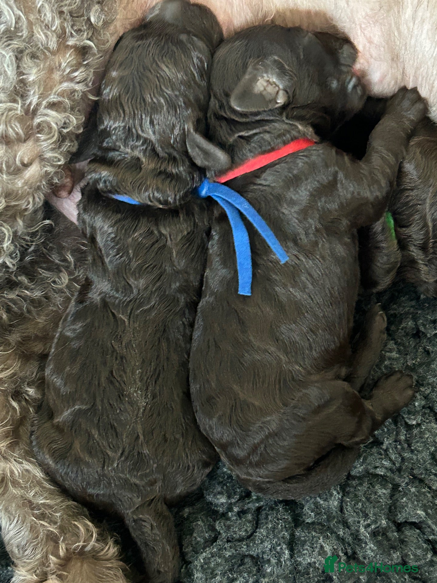 Labradoodle dogs for sale: Beautiful Chocolate Labradoodles  - Advert 2