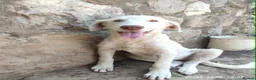 Mixed Breed dogs for adoption: Belce is a five month old Macedonian Rescue - Advert 8