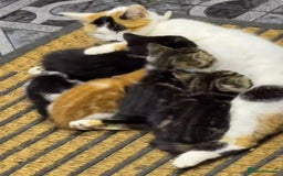 Siberian cats for sale: Chunky black and white kitten !! - Advert 1