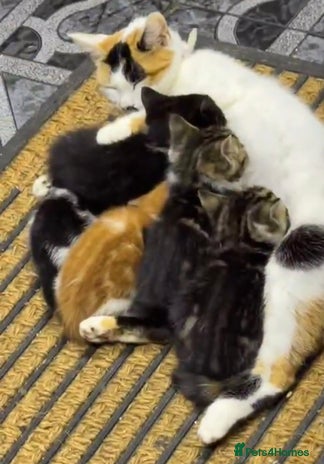 Siberian cats Chunky black and white kitten !! - Advert 1