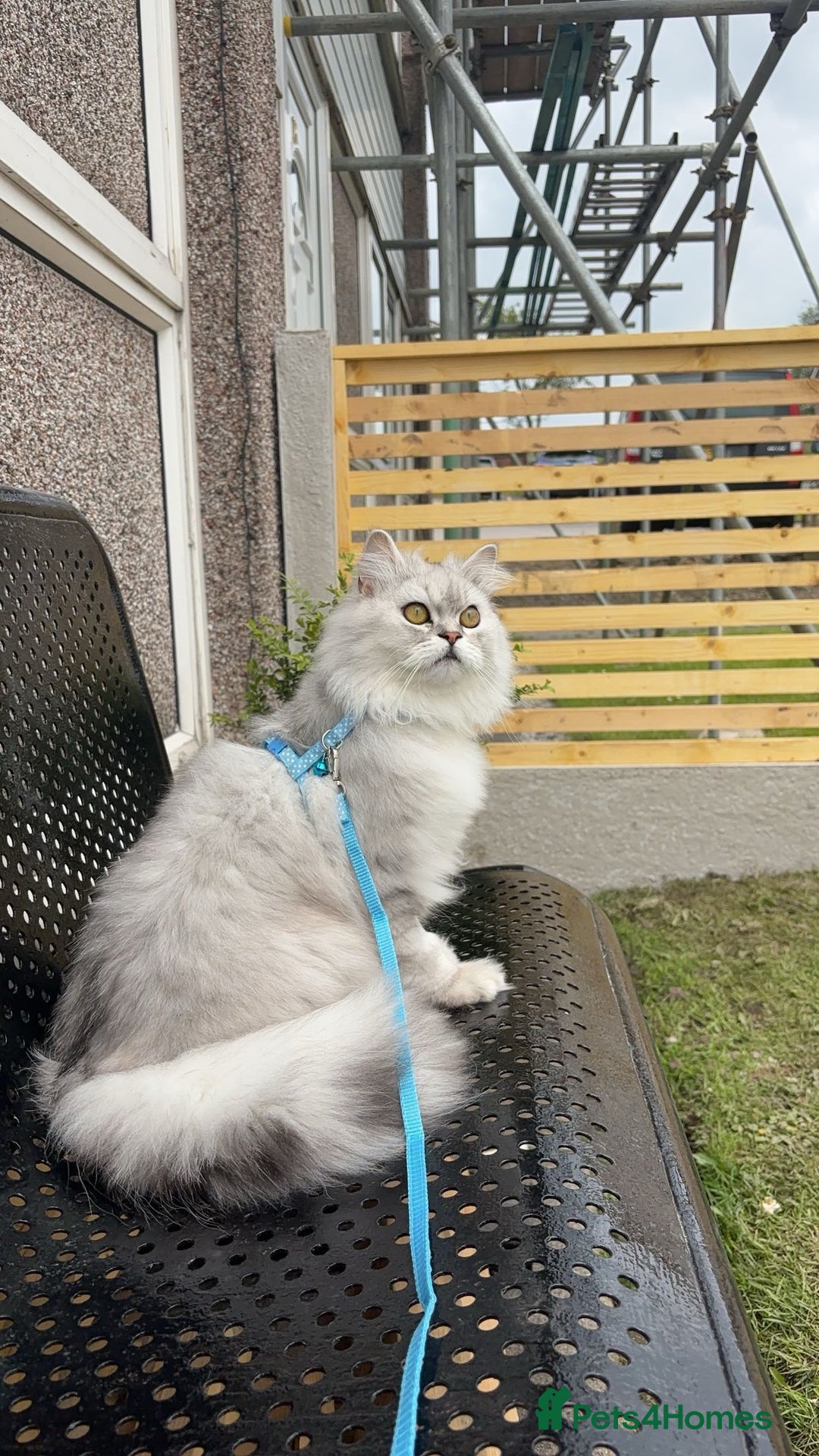 Persian cats for sale: 2 year old male Persian doll face chinchilla  - Image 7
