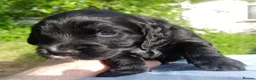 Cockapoo dogs for sale: Black and One black and white Cock a poo for Dale in Cardiff - Advert 5