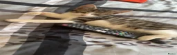 American Shorthair cats for sale: Cute non violent kitten  - Advert 5