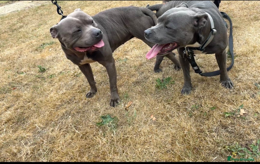 Staffordshire Bull Terrier dogs for sale: Staffordshire bull terrier puppies♥️ KC registered - Image 11