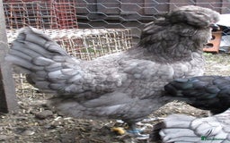Chickens poultry for sale:  Large Blue Araucana  2 pullets - Image 4