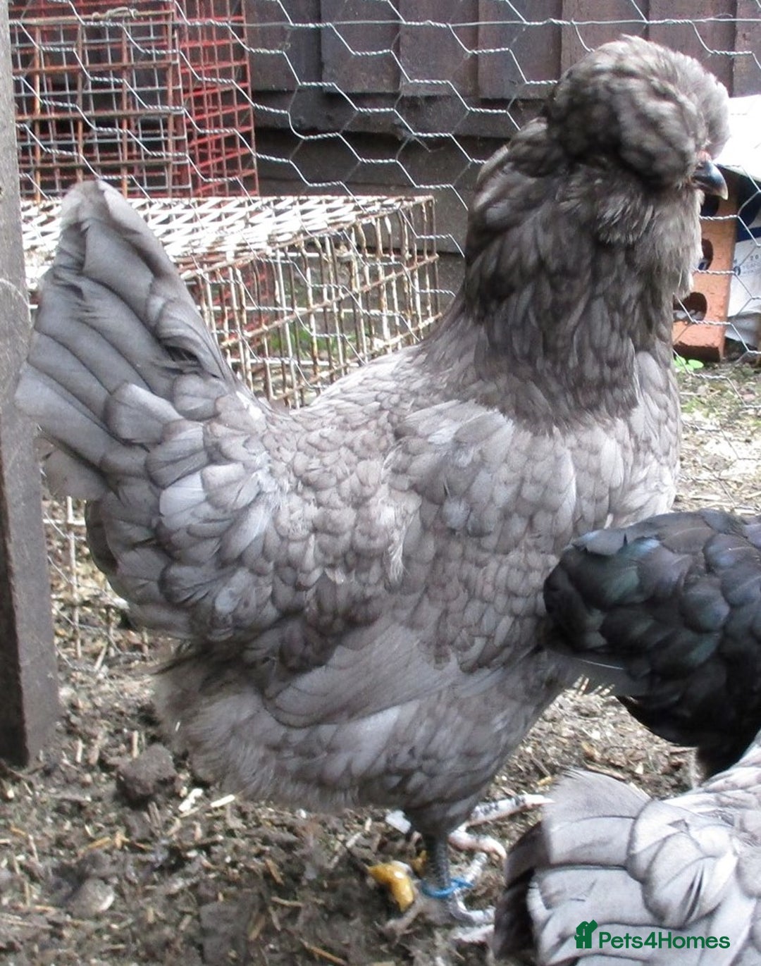Chickens poultry for sale:  Large Blue Araucana  2 pullets - Image 4