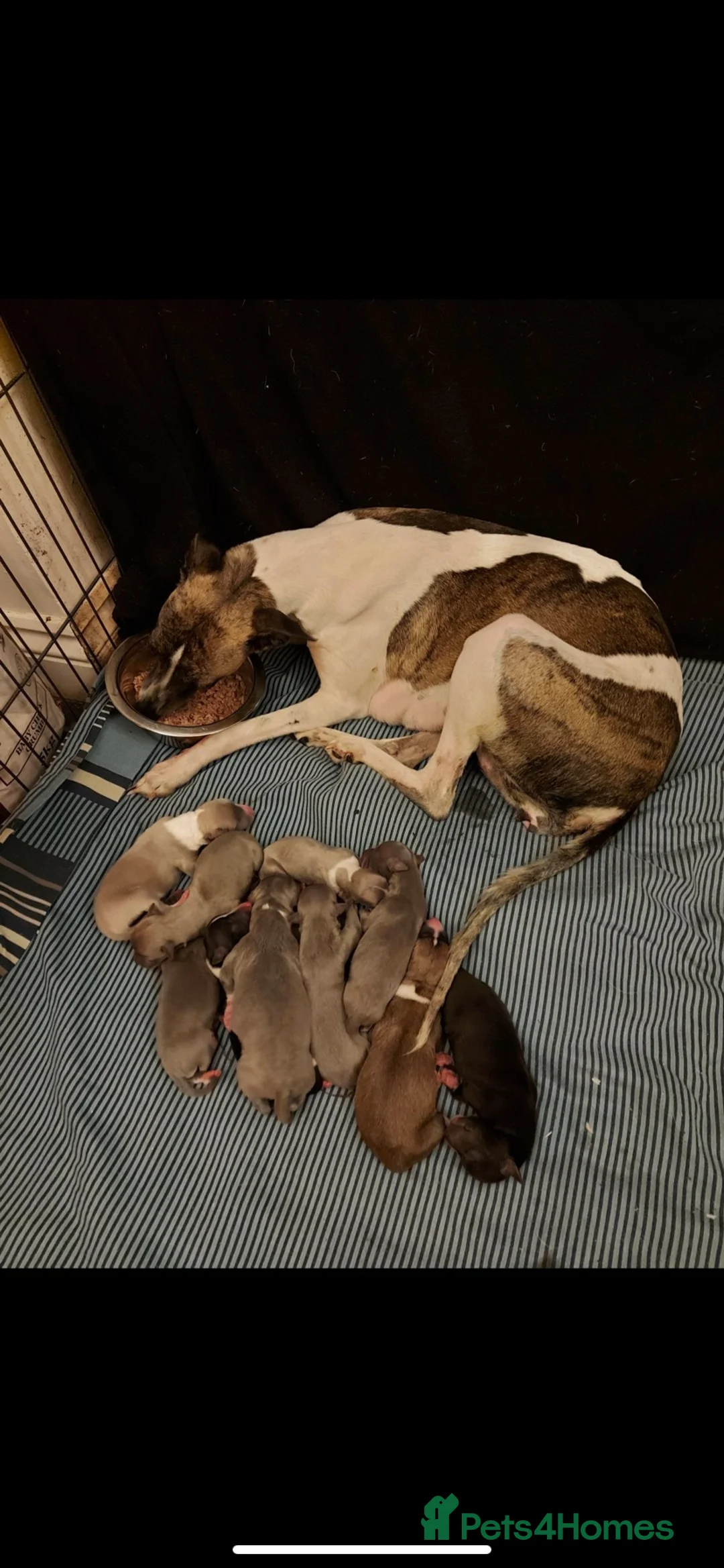 Whippet dogs for stud: Whippet stud dog in Somerton - Advert 32