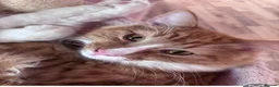 Mixed Breed cats for sale: Very Friendly Male & Female Bonded Pair Cats - Advert 9