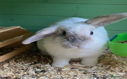 Mini Lop rabbits for sale: Adorable Purebred Mini Lops.  - Image 11