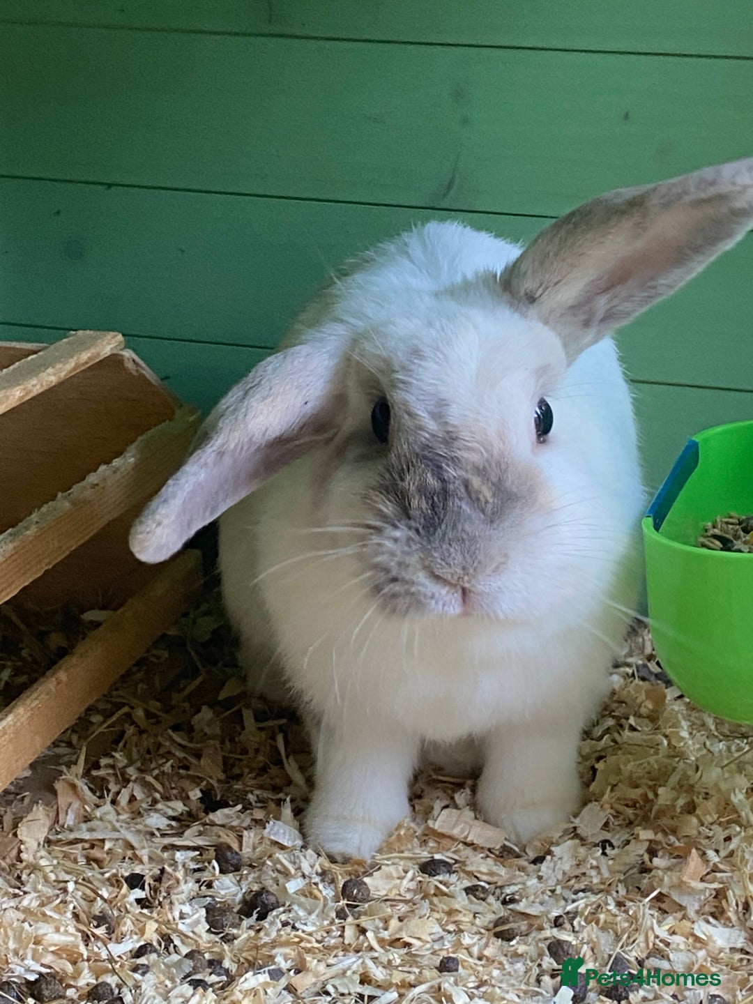 Mini Lop rabbits for sale: Adorable Purebred Mini Lops.  - Image 11
