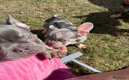 French Bulldog dogs for sale: Kc registered 12 week old French. Bulldogs  - Image 15
