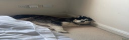Huskita dogs for sale: Husky x Akita x Samoyed  - Advert 5