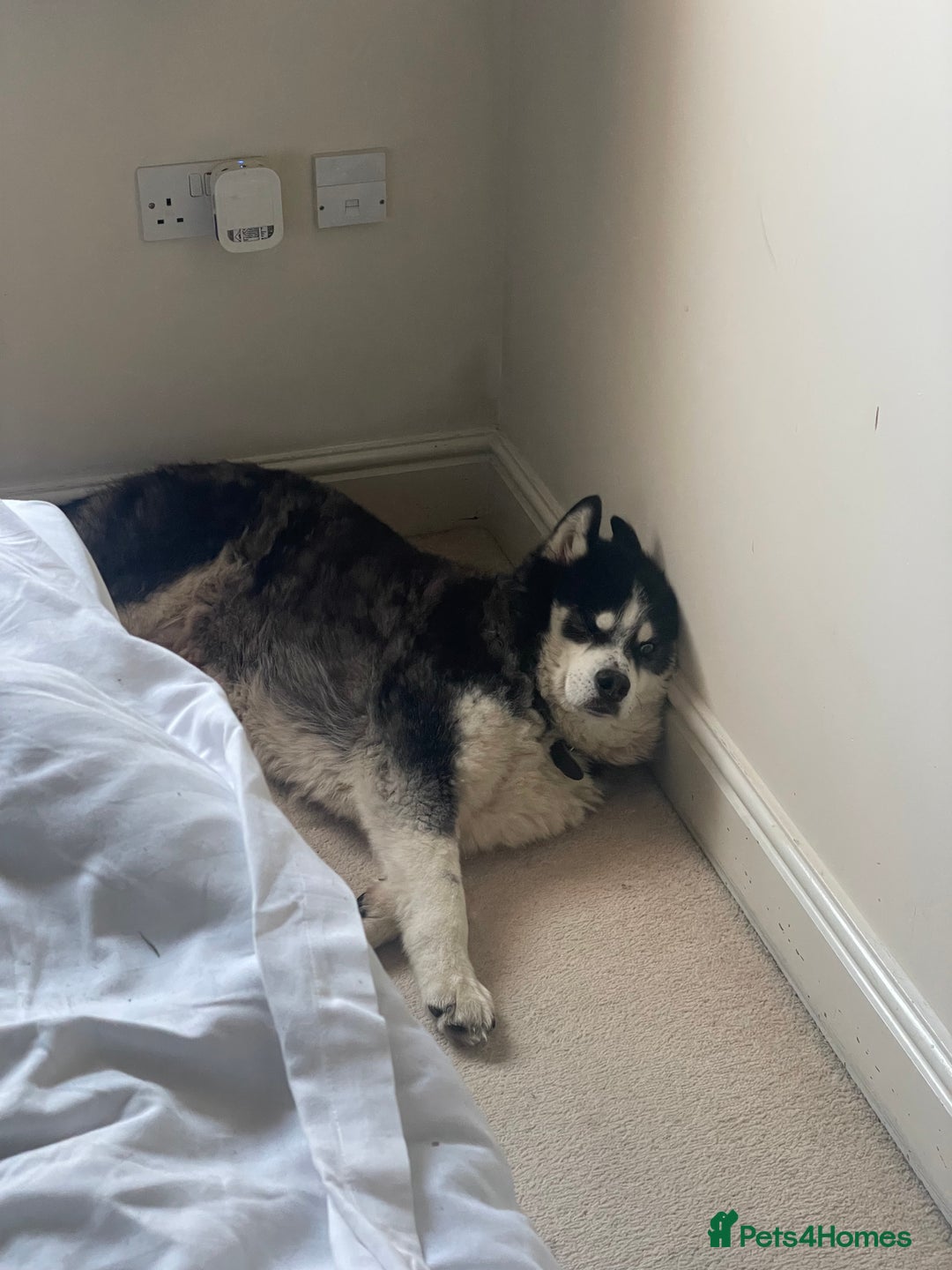 Huskita dogs for sale: Husky x Akita x Samoyed  - Advert 5