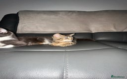 Mixed Breed cats for sale: females kitten for sale - Image 1