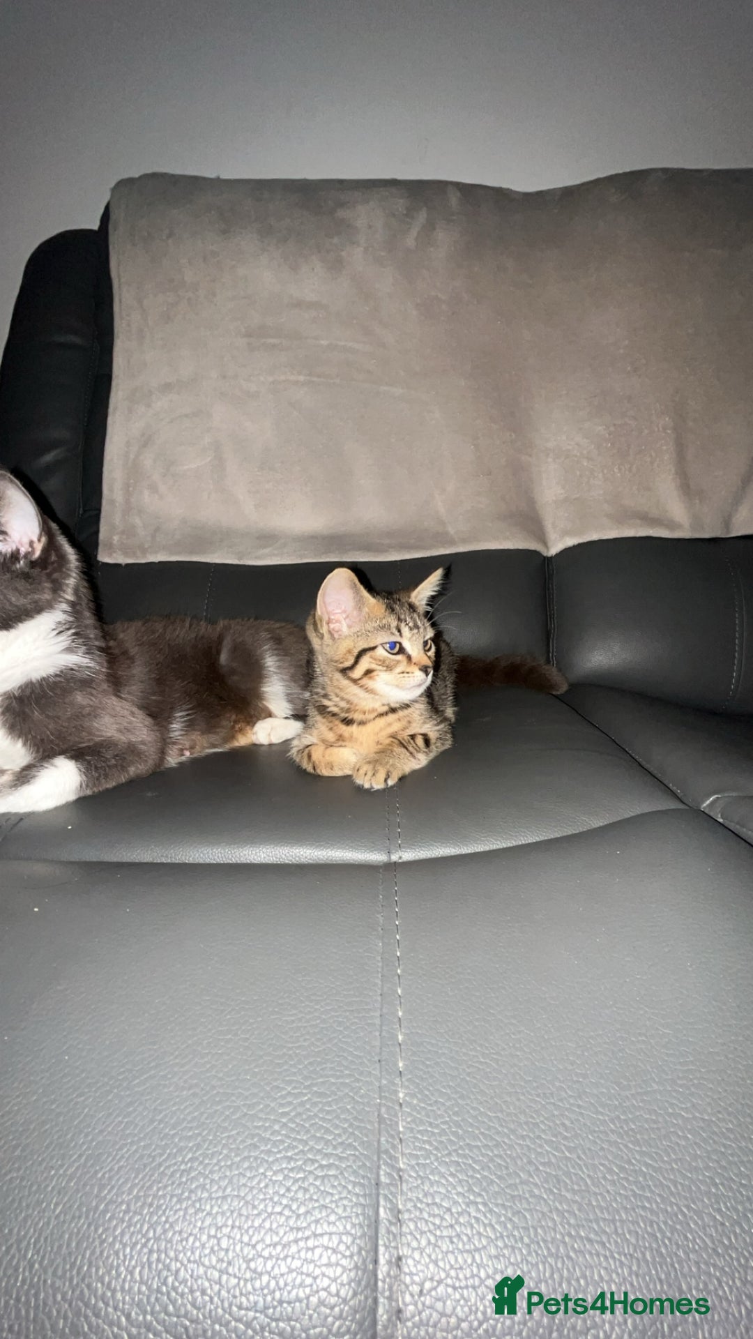 Mixed Breed cats for sale: females kitten for sale - Image 1