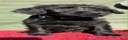 Mixed Breed dogs for sale: Labraguese Puppies for sale - Advert 8