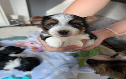 Biewer Terrier dogs for sale: Biewer terrier puppies  - Image 10
