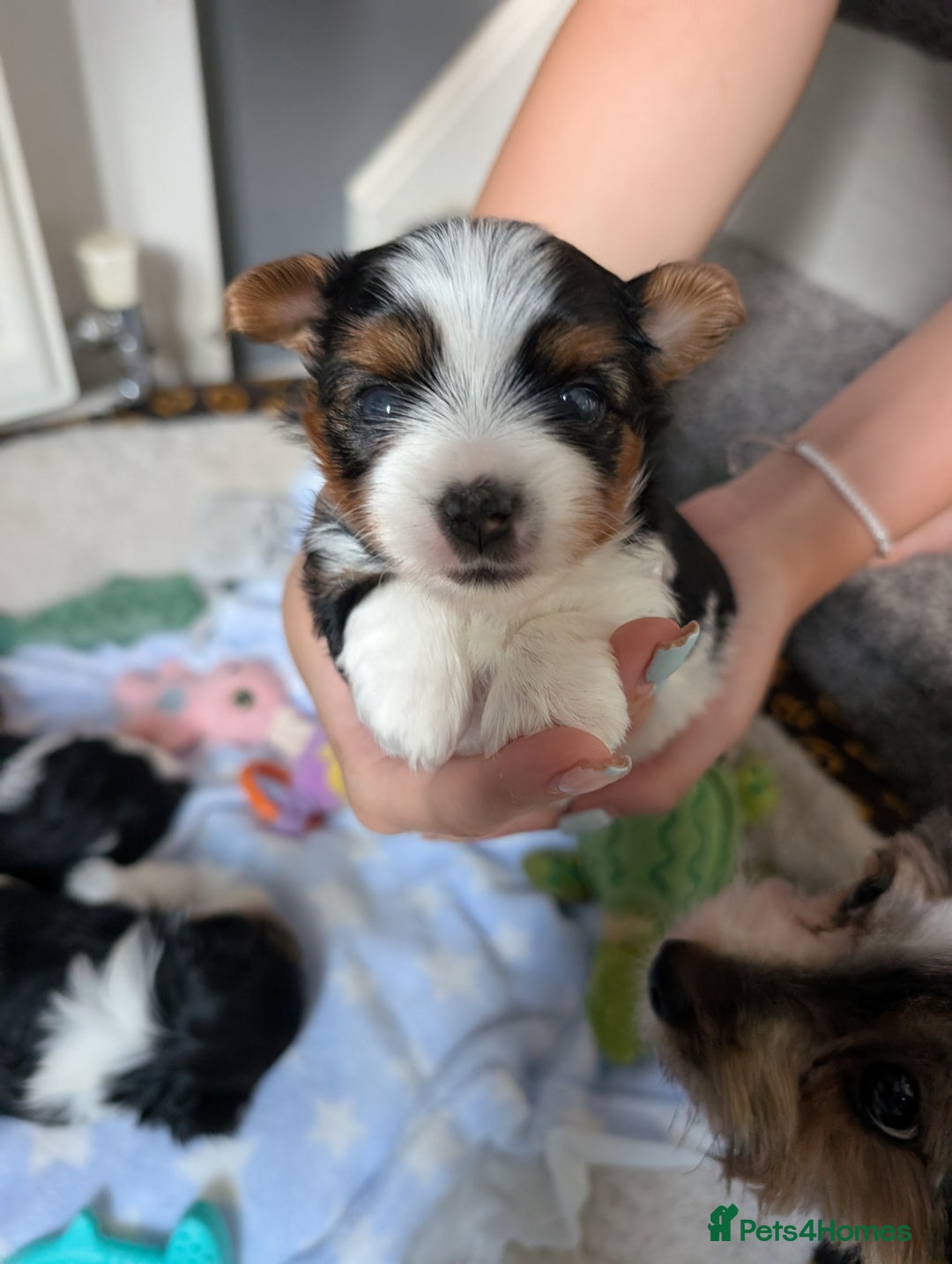 Biewer Terrier dogs for sale: Biewer terrier puppies  - Image 10
