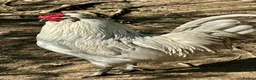 Chickens poultry for sale: Chicks, chickens, hatching eggs silkies Aracuanas - Advert 4