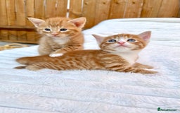 Mixed Breed cats for sale: Ginger Kittens from 1/2 Siamese mum - Image 11