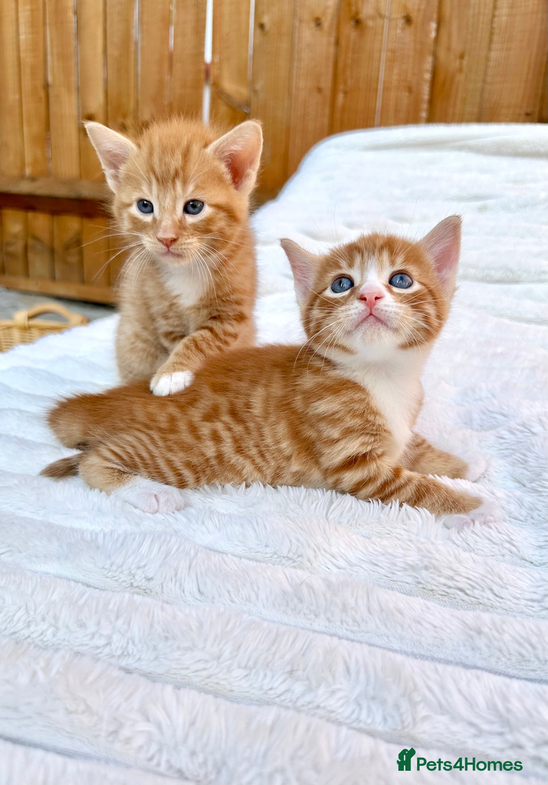 Mixed Breed cats for sale: Ginger Kittens from 1/2 Siamese mum - Image 11