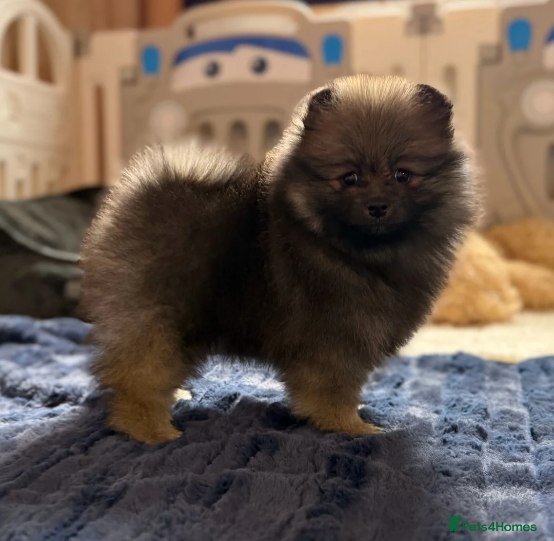 Pomeranian dogs for sale: Teddy Face Poms Puppies European Champion Lines - Advert 21