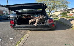 Cane Corso dogs for sale: Nellie 11 month old cane corso  - Image 3