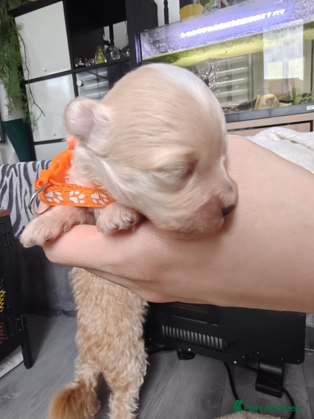 Maltipoo dogs for sale: F1B Toy Maltipoo  - Image 4