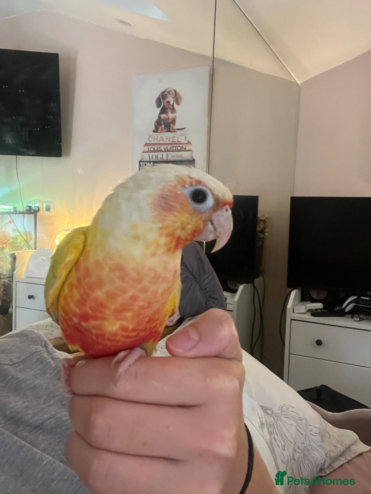 Conures birds for sale: Pineapple conure  - Advert 3