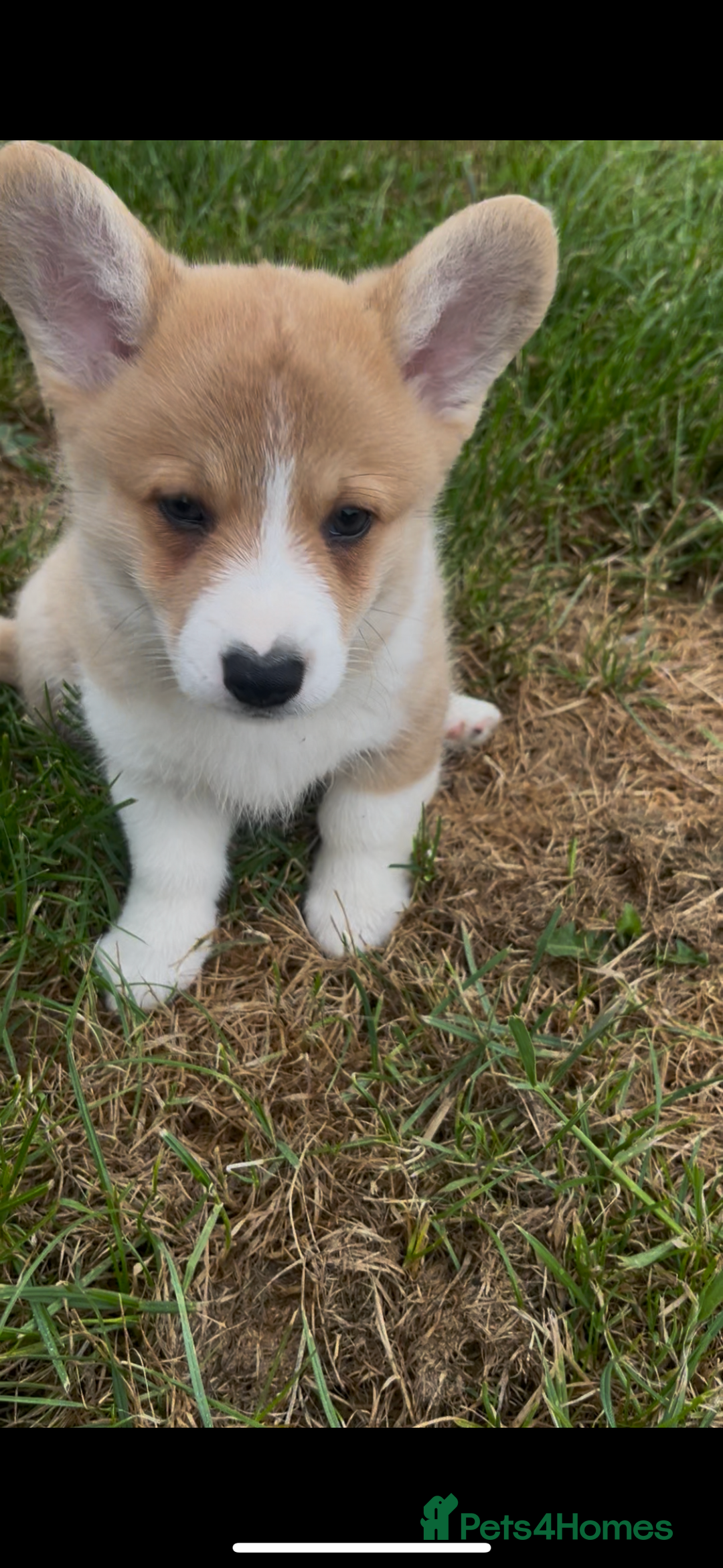 Welsh Corgi Pembroke dogs for sale: KC registered Champion line Corgi puppies - Image 23