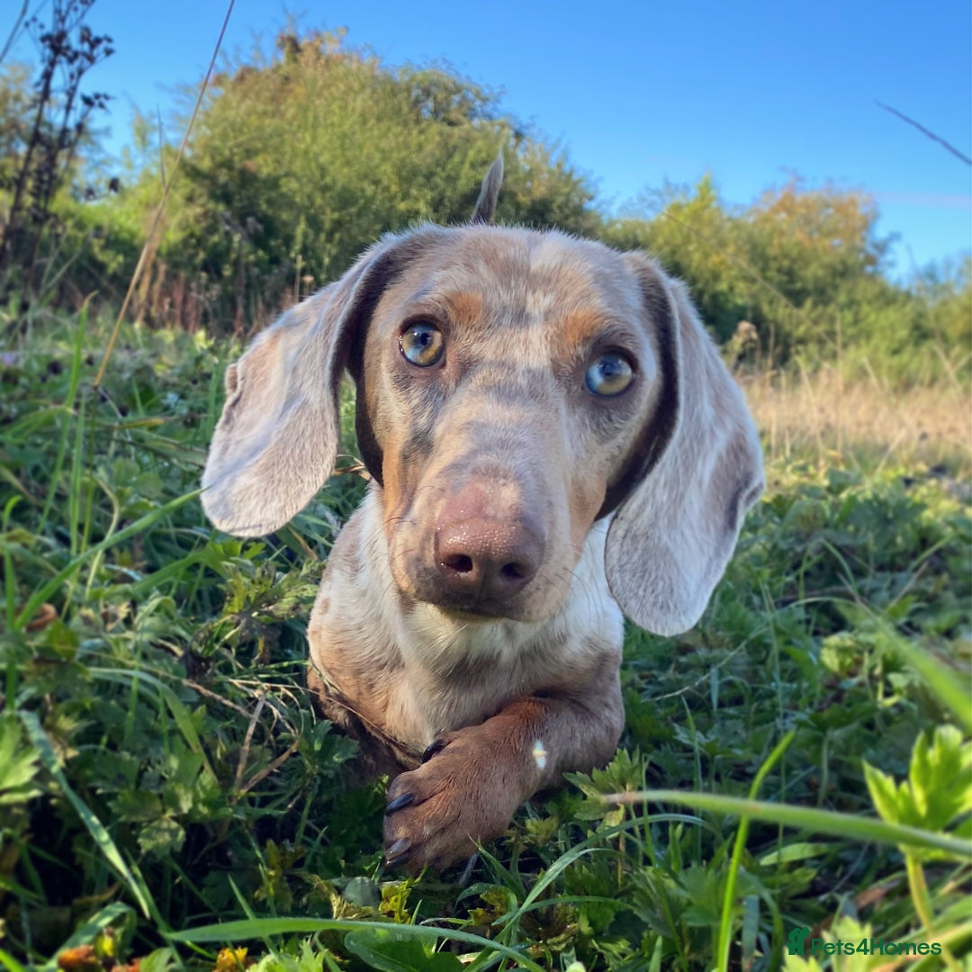 Miniature Dachshund dogs for stud: Desmond the Dapple in Alfreton - Image 1