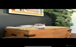 British Shorthair cats for sale: Two British short hair cats for sale - Image 2