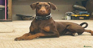 Dobermann dogs in Whitland - Advert 8