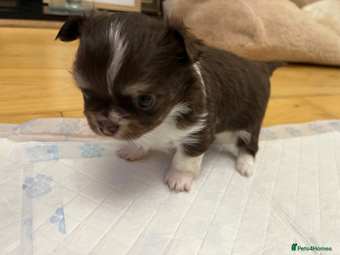 Chihuahua dogs for sale: Beautiful Longcoat Chocolate Chihuahuas - Advert 4