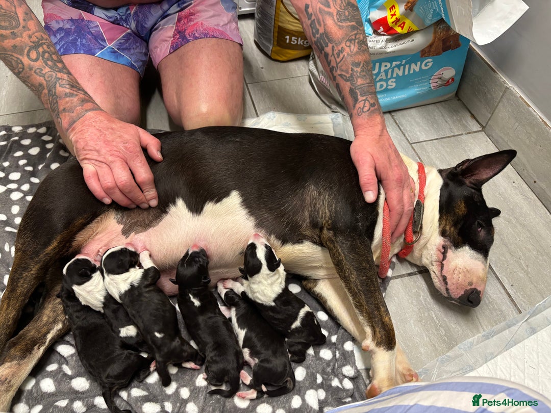 English Bull Terrier dogs for sale: Champion line puppy’s  - Image 1