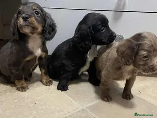 Cocker Spaniel dogs Beautiful Cockers - Advert 1