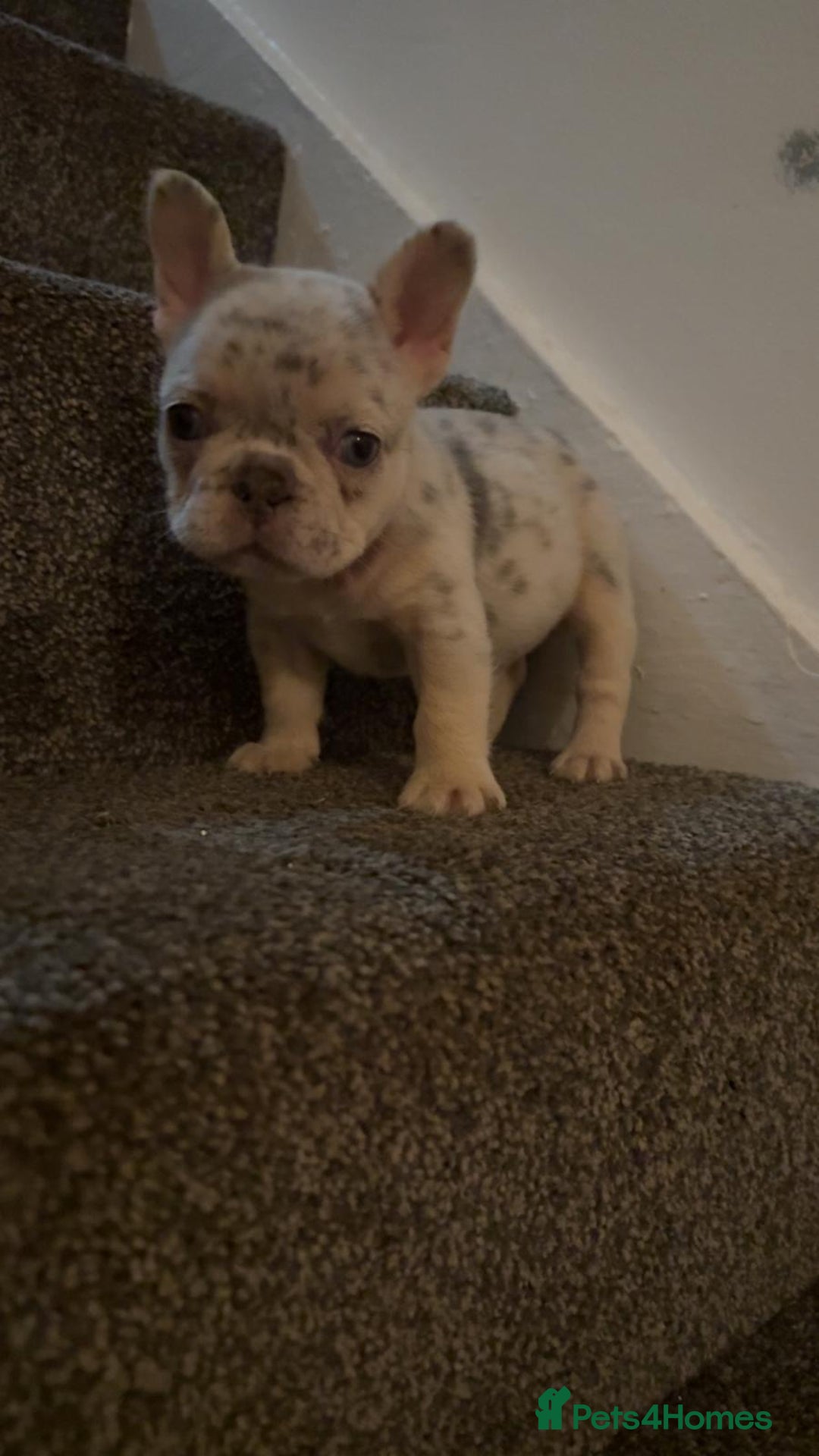 French Bulldog dogs for sale: Fluffy Carrier Girl - Advert 5