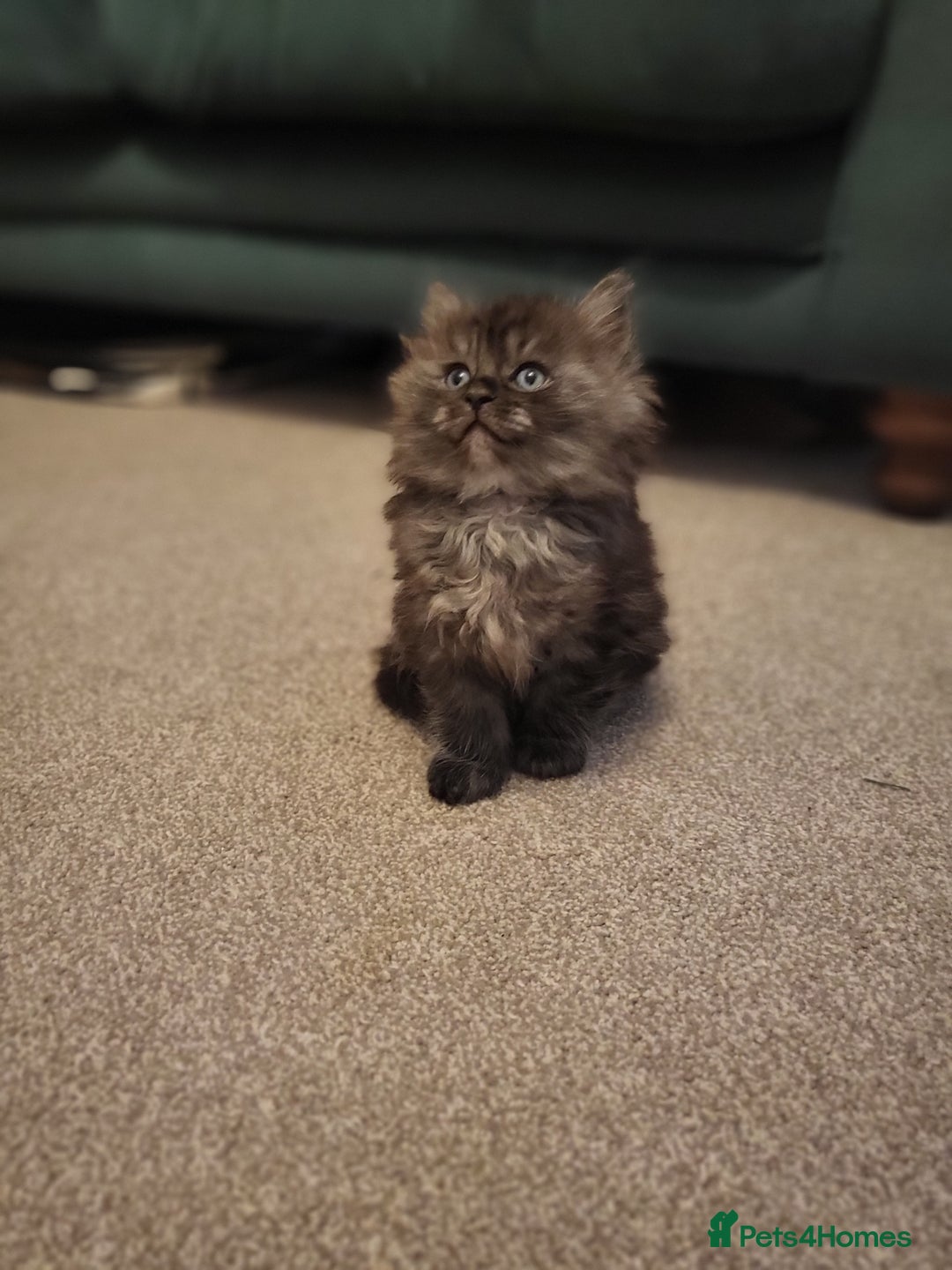 Ragcoon cats for sale: Beautiful girl Ragcoon  - Advert 5