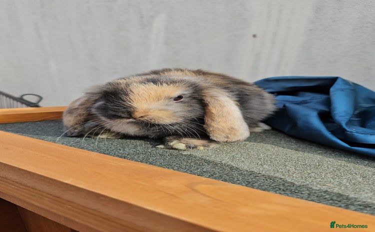 Mini Lop rabbits - Advert 4