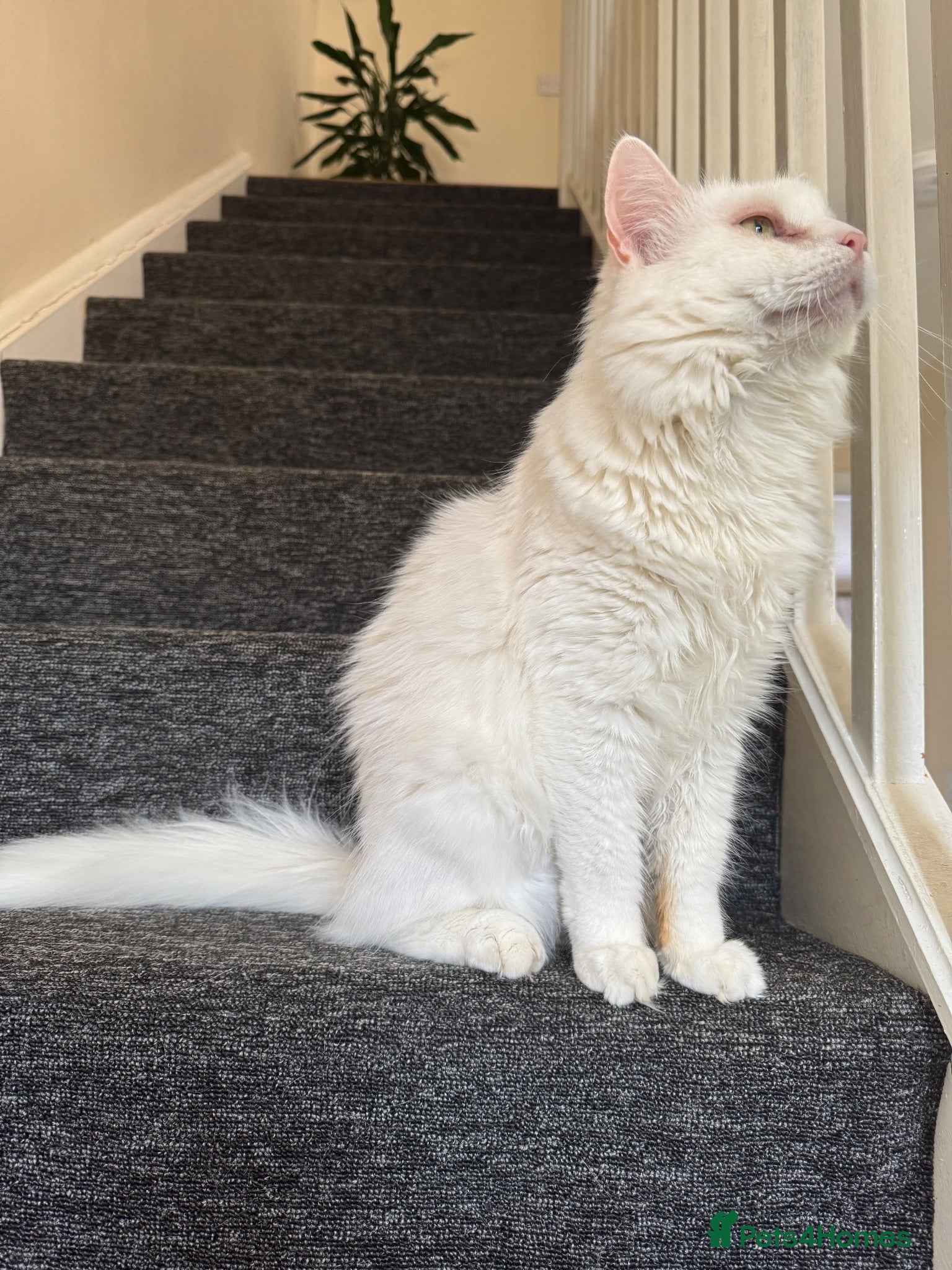 Mixed Breed cats  Calm, Indoor Cat Seeking Dog-Free Sanctuary 🐾 - Advert 1