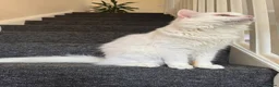 Mixed Breed cats for sale:  Calm, Indoor Cat Seeking Dog-Free Sanctuary 🐾 in Boston - Advert 1