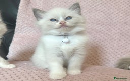 Ragdoll cats for sale: Affectionate, Cuddly, Playful Kittens - Image 17